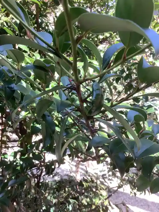 三輪神社の自然