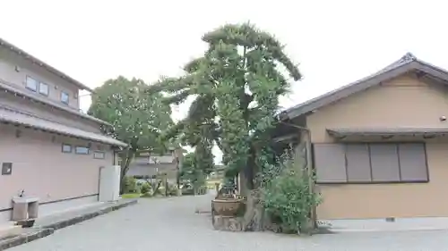 光明寺のその他建物