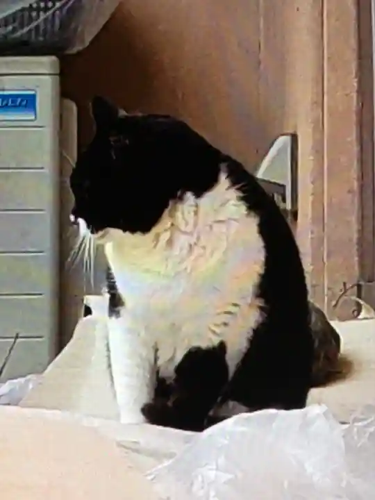 白金氷川神社(東京都)