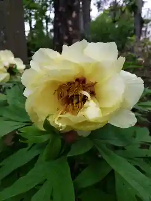 妙法寺(東京都)