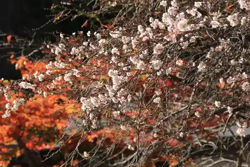 鹿島大神宮の庭園