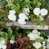 彌彦神社 (伊夜日子神社)(北海道)