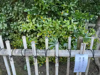 木嶋坐天照御魂神社(京都府)