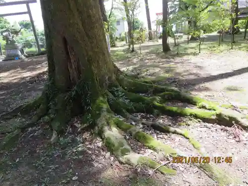 宇奈己呂和気神社の自然
