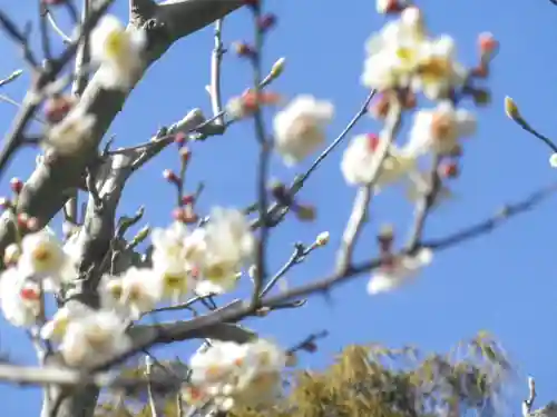 浄光明寺の自然