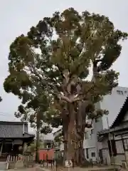 島頭天満宮の自然