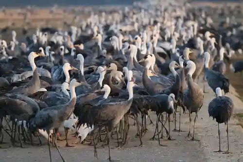 箱崎八幡神社の動物