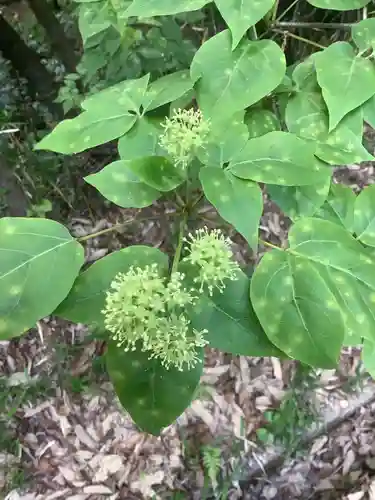 曽野稲荷神社の自然