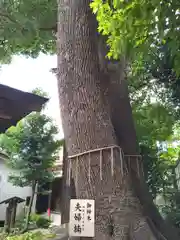 鳩ヶ谷氷川神社の自然