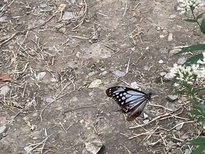 成田山不動寺の動物