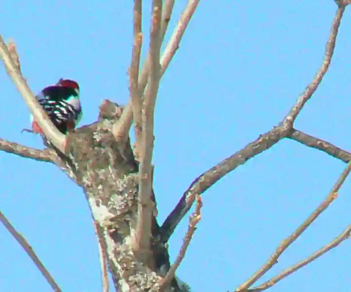 留辺蘂神社の動物