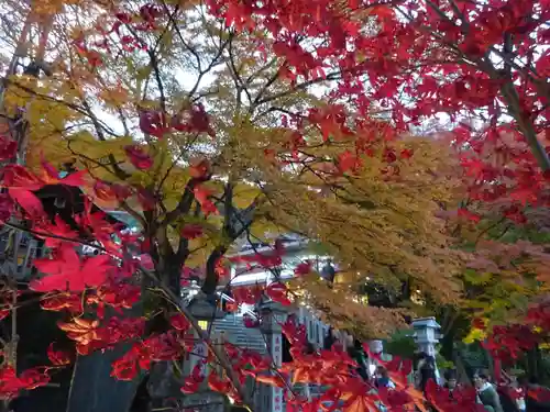 大山阿夫利神社の自然