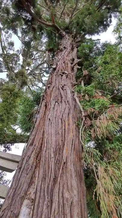 賀茂神社の自然