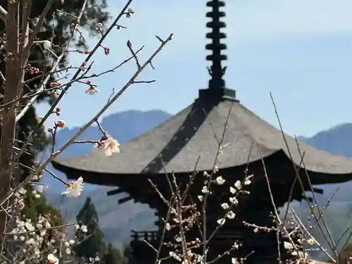 国宝 大法寺の塔