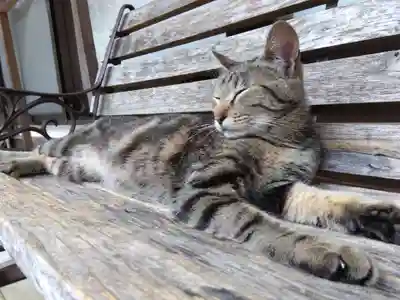 御誕生寺（猫寺）(福井県)