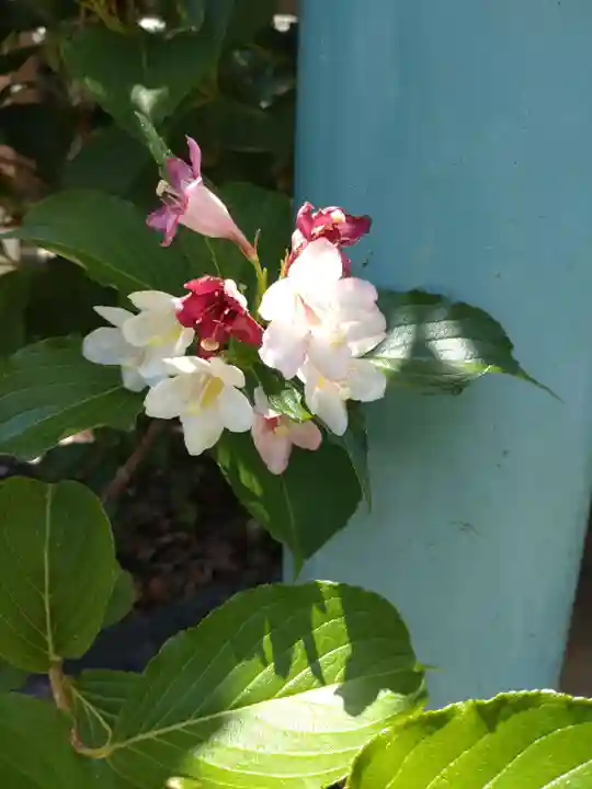 町田天満宮の自然