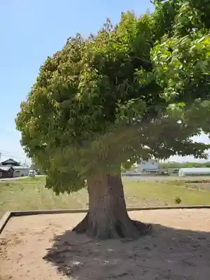 菊徳大年神社の自然