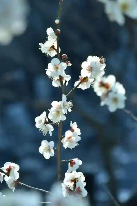 正安寺(神奈川県)