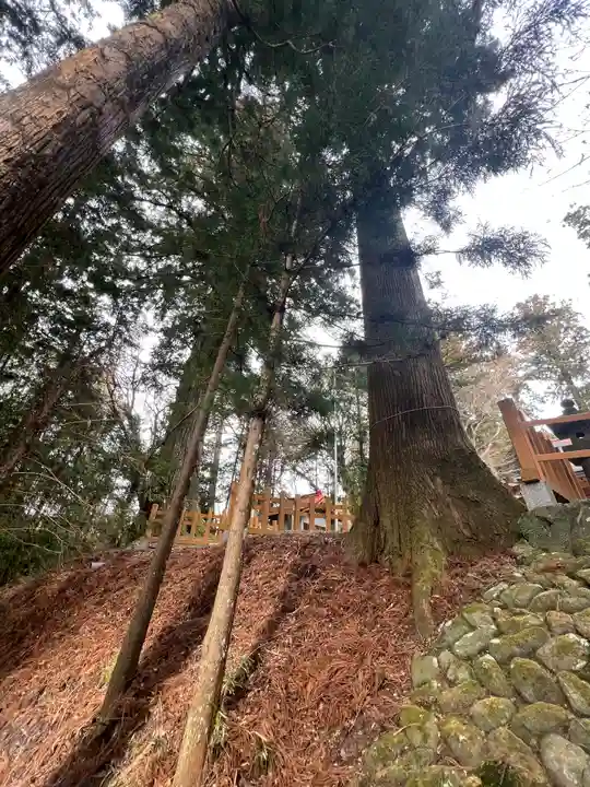 須山浅間神社の自然