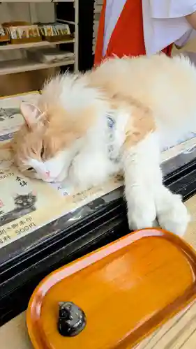 駒込妙義神社の動物