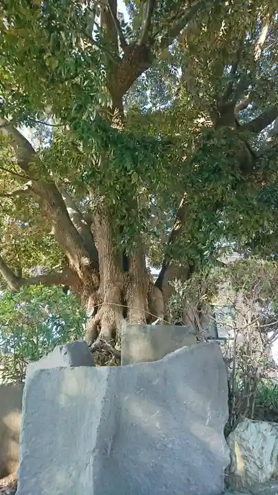 赤城神社の自然