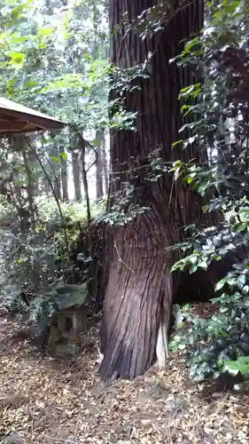 鹿島神社の自然