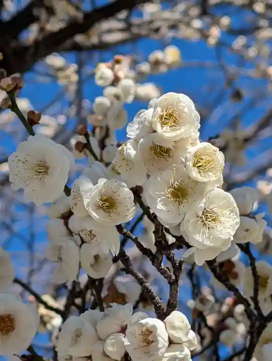 潮田神社(神奈川県)