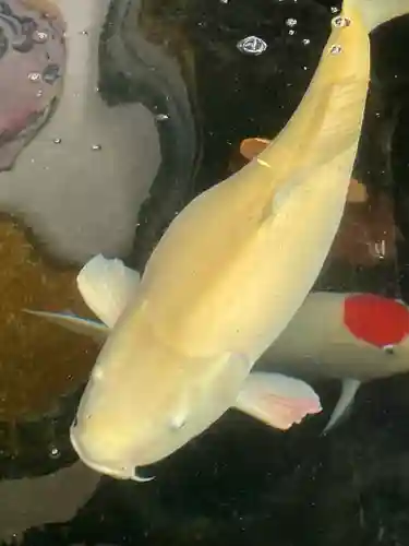 大聖観音寺（あびこ観音）の動物