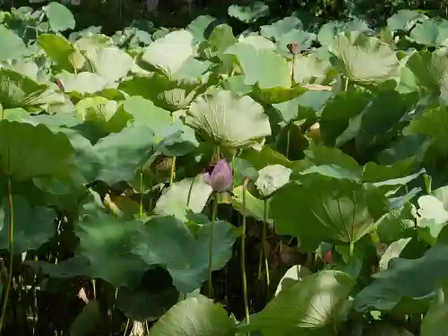 鶴岡八幡宮の自然