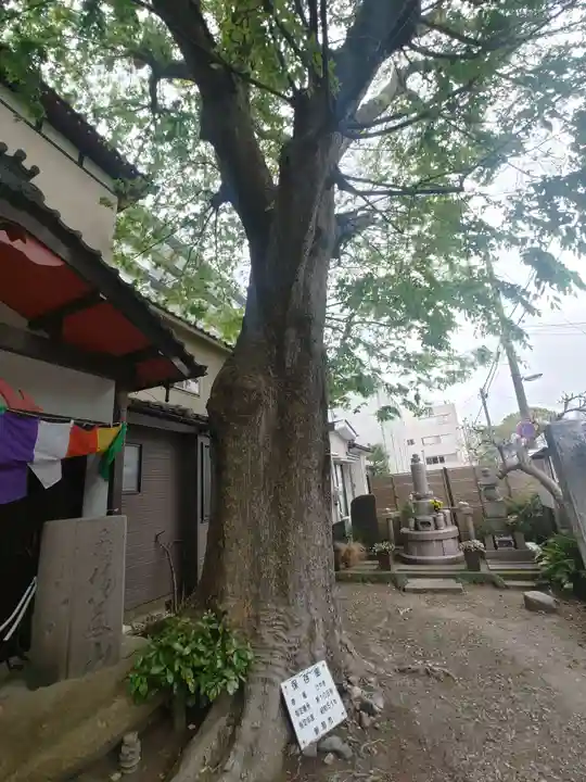 大円寺(新潟県)