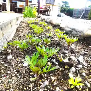 七重浜海津見神社(北海道)(2025年05月29日(木) 08時41分36秒投稿)