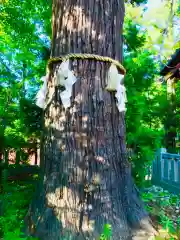 大杉神社の自然