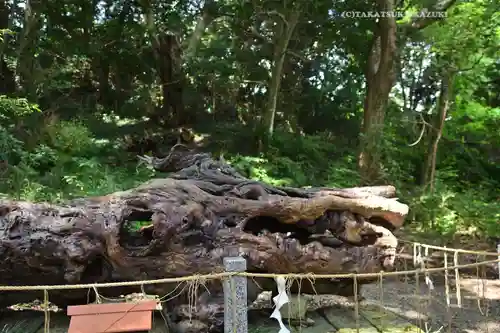 泉神社(茨城県)