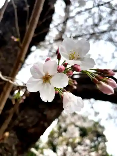 池上本門寺の自然