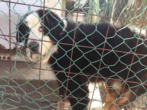岩屋神社の動物