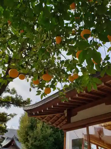 鳩森八幡神社の自然