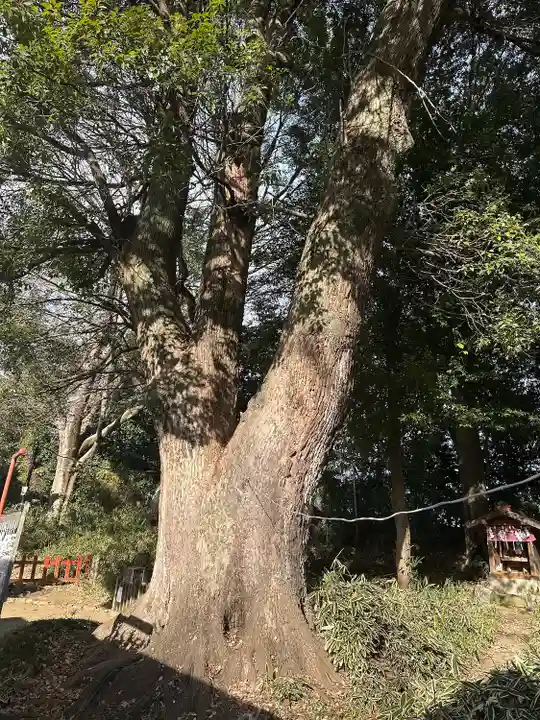 三芳野神社(埼玉県)