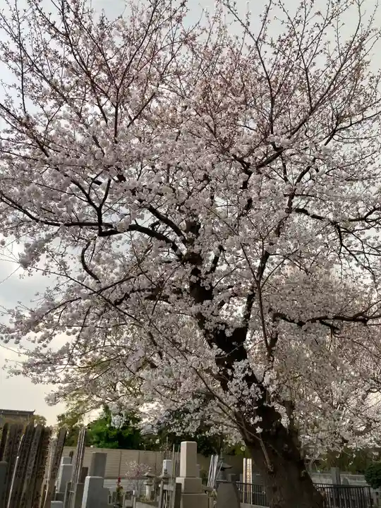 池上本門寺の自然