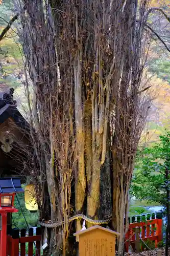 貴船神社の自然