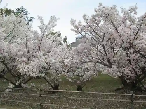 仁和寺の庭園