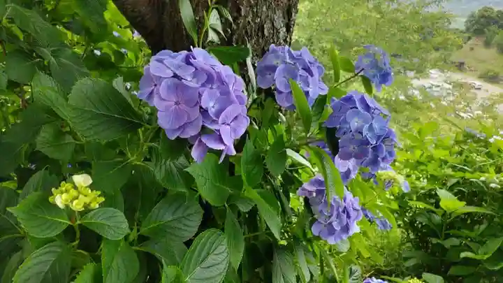 楽法寺(雨引観音)の自然