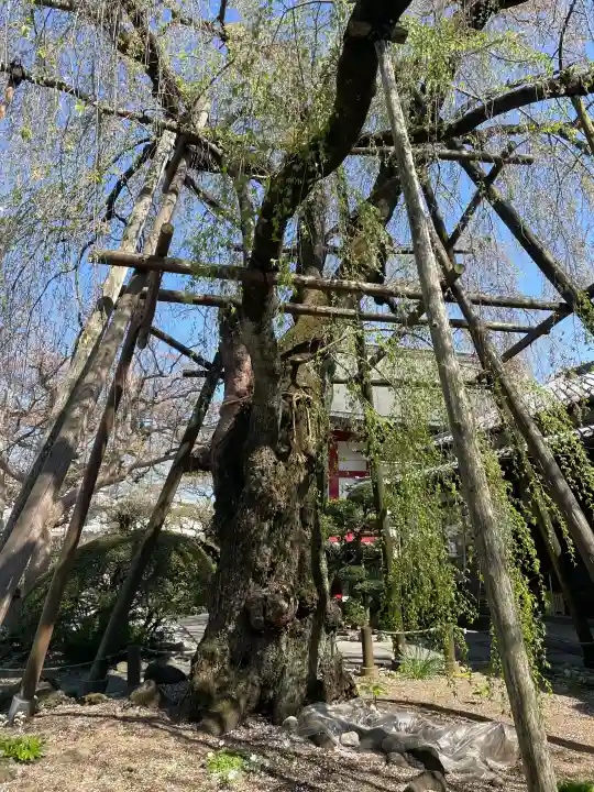 大光寺の{uncategorized: "未分類", other: "その他", undefined: "問題あり", building: "その他建物", grave: "お墓", sacred_gate: "鳥居", guardian: "狛犬", statue: "像", buddha: "仏像", history: "歴史", nature: "自然", garden: "庭園", animal: "動物", pagoda: "塔", temizu: "手水舎", mountain_gate: "山門・神門", sanctuary: "本殿・本堂", subordinate: "末社・摂社", art: "芸術", scenery: "景色", jizo: "地蔵", ema: "絵馬", goshuin: "御朱印", omikuji: "おみくじ", items: "授与品その他", amulet: "お守り", goshuincho: "御朱印帳", eats: "食事", festival: "お祭り", votive_dance: "神楽", shichigosan: "七五三参", wedding: "結婚式", experience: "体験その他", initially: "初詣", around: "周辺", anti_infection: "感染症対策"}