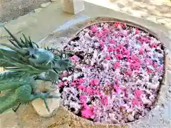 立志神社の手水