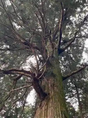 村山浅間神社(静岡県)