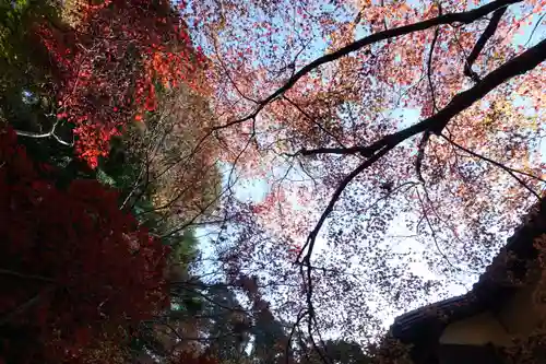 光明寺瑠璃光院の自然