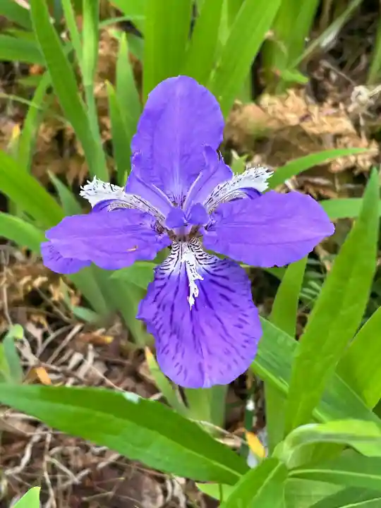 丸高稲荷神社の{uncategorized: "未分類", other: "その他", undefined: "問題あり", building: "その他建物", grave: "お墓", sacred_gate: "鳥居", guardian: "狛犬", statue: "像", buddha: "仏像", history: "歴史", nature: "自然", garden: "庭園", animal: "動物", pagoda: "塔", temizu: "手水舎", mountain_gate: "山門・神門", sanctuary: "本殿・本堂", subordinate: "末社・摂社", art: "芸術", scenery: "景色", jizo: "地蔵", ema: "絵馬", goshuin: "御朱印", omikuji: "おみくじ", items: "授与品その他", amulet: "お守り", goshuincho: "御朱印帳", eats: "食事", festival: "お祭り", votive_dance: "神楽", shichigosan: "七五三参", wedding: "結婚式", experience: "体験その他", initially: "初詣", around: "周辺", anti_infection: "感染症対策"}
