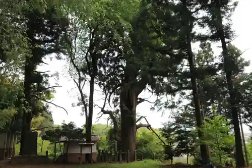 川辺八幡神社の自然