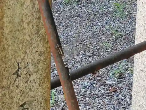 高宮神社の動物