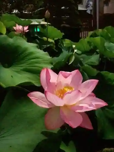 長善寺(東京都)