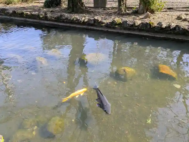 今泉神社の{uncategorized: "未分類", other: "その他", undefined: "問題あり", building: "その他建物", grave: "お墓", sacred_gate: "鳥居", guardian: "狛犬", statue: "像", buddha: "仏像", history: "歴史", nature: "自然", garden: "庭園", animal: "動物", pagoda: "塔", temizu: "手水舎", mountain_gate: "山門・神門", sanctuary: "本殿・本堂", subordinate: "末社・摂社", art: "芸術", scenery: "景色", jizo: "地蔵", ema: "絵馬", goshuin: "御朱印", omikuji: "おみくじ", items: "授与品その他", amulet: "お守り", goshuincho: "御朱印帳", eats: "食事", festival: "お祭り", votive_dance: "神楽", shichigosan: "七五三参", wedding: "結婚式", experience: "体験その他", initially: "初詣", around: "周辺", anti_infection: "感染症対策"}